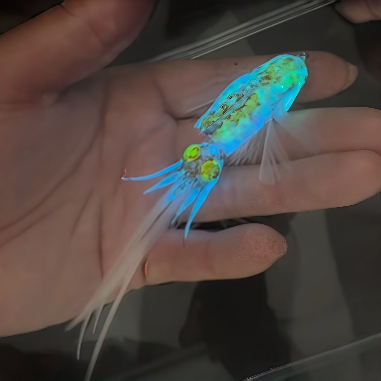 🎣 Glow Squid Flutter Lure | Lifelike Feather Tail Bait for Night Fishing & Saltwater Angling 🦑