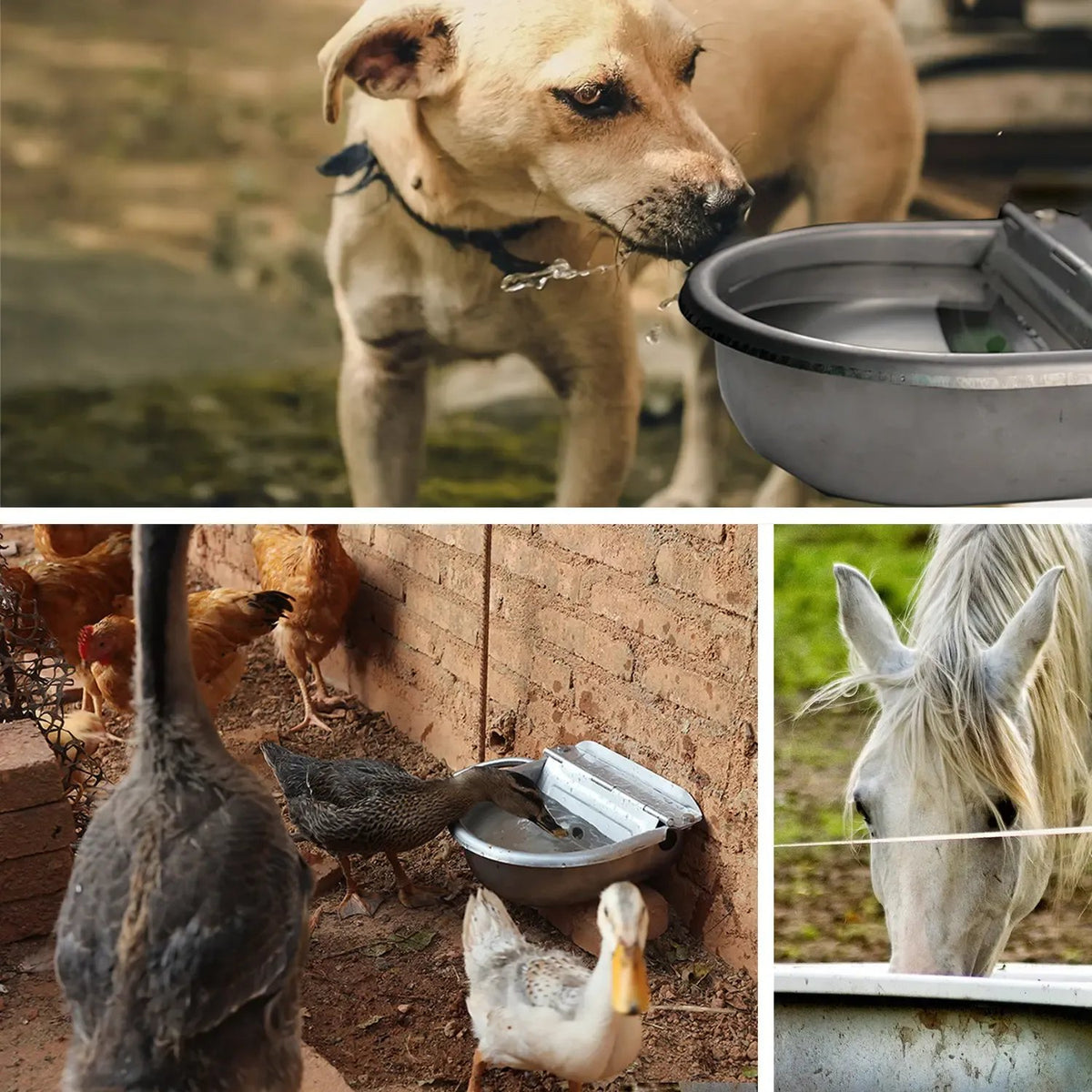 Automatic Dog Gravity Water Feeder Kit | 304 Stainless Steel Animal Water Bowl with Float Valve & Braided Hose