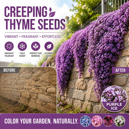 🌺Creeping Thyme Seeds, Multi‑Color Ground Cover Flower Seeds