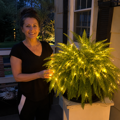 💛Glowing Boston Ferns with Lights – 🌿 Zero Watering, Zero Maintenance