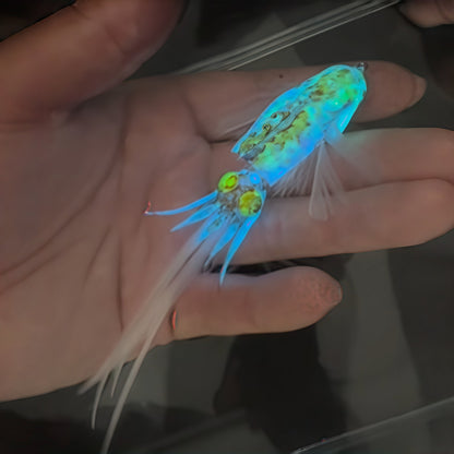 🎣 Glow Squid Flutter Lure | Lifelike Feather Tail Bait for Night Fishing & Saltwater Angling 🦑