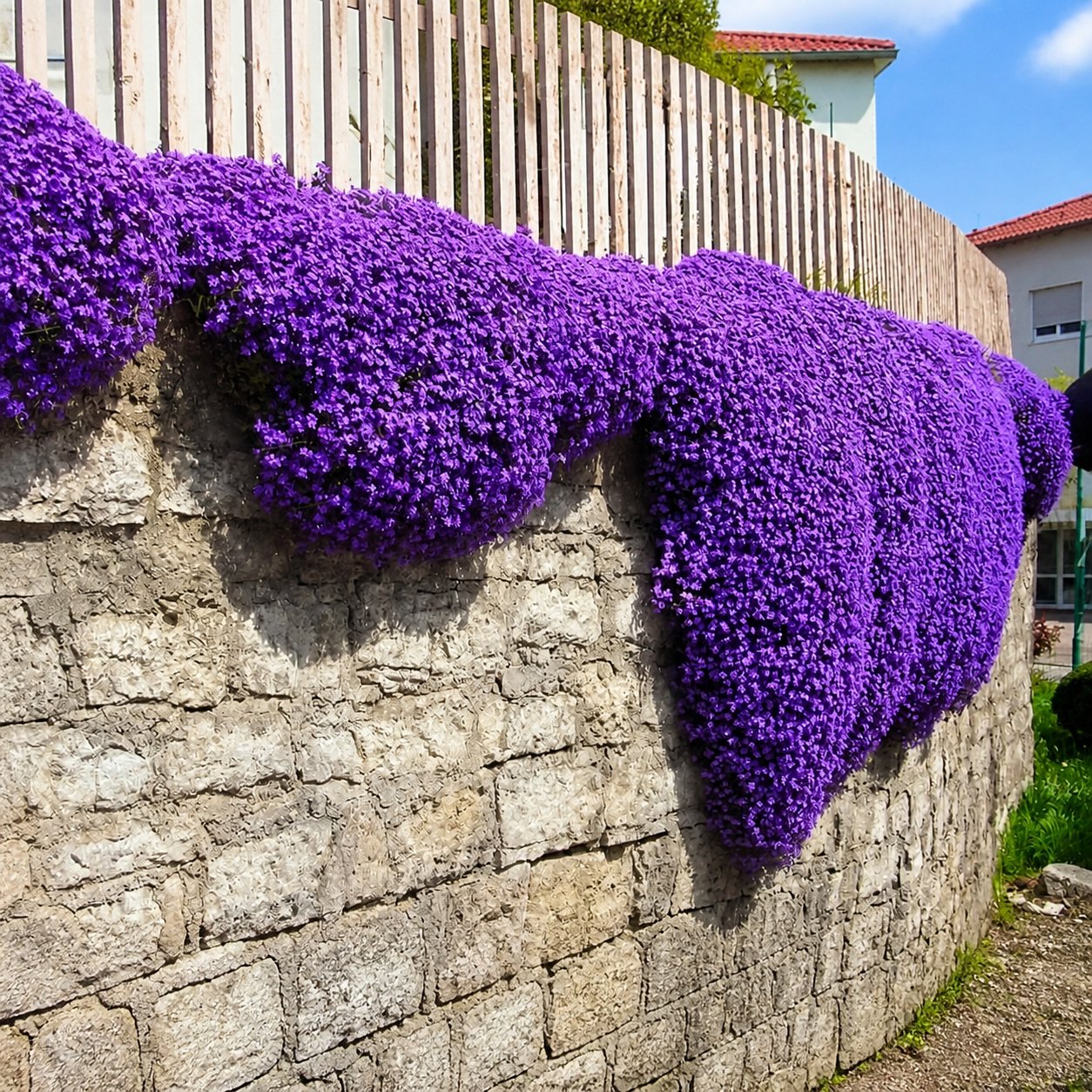 🌺Creeping Thyme Seeds, Multi‑Color Ground Cover Flower Seeds