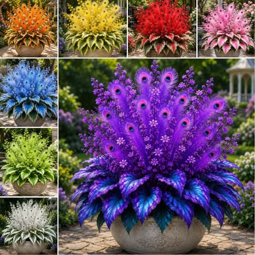 🦚 Rare Peacock Flame Hosta Bulbs🌸Brilliant Orange Plumes & Collector's Garden Beauty-